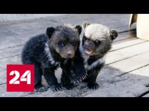 Бурятские полицейские выселили из отеля двух медвежат - Россия 24 - (видео)