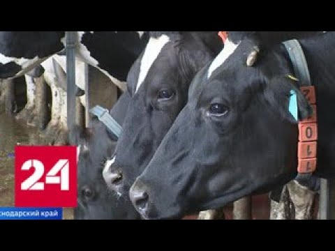 Что корове хорошо, то человеку вредно: в России могут запретить продажу молока с антибиотиками - Р… - (видео)