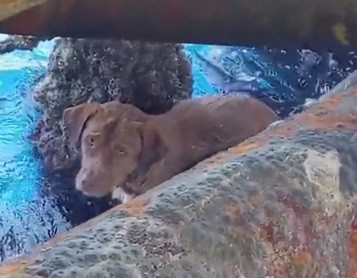 Истощенного пса нашли в открытом море за сотни километров от берега - «Технологии»