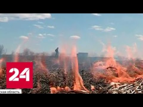Как после бомбардировки напалмом: весеннее обострение поджигателей - Россия 24 - (видео)