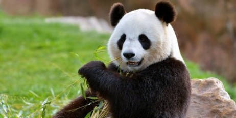 Панду із китайського заповідника відправили на побачення до віденського зоопарку - «Спорт»