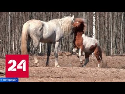 Петербургский спектакль исполнят лошади - Россия 24 - (видео)