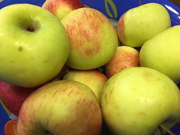 Россия ввела запрет на поставки яблок и груш из Белоруссии - «Новости дня»