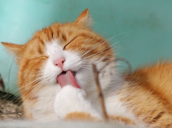 Ученые поняли, почему кошки откликаются на свою кличку