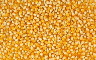 Управлением Россельхознадзора запрещен вывоз в КНР почти 7 тысяч тонн зерна кукурузы и сои, засоренного семенами амброзии - «Новости Уссурийска»
