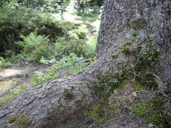 В подмосковном лесу нашли труп мужчины, прикованный цепями к дереву - «Новости дня»