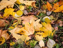 В России разрешили бесплатно собирать мох и сухие листья - «Новости дня»