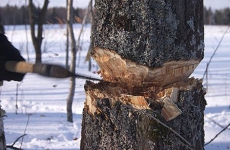 В Саратовской области по материалам прокурорской проверки по фактам незаконных рубок леса возбуждены уголовные дела
