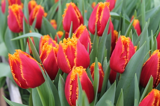 В Уссурийске скоро зацветут 25 тысяч тюльпанов - «Новости Уссурийска»