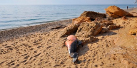 Возле Севастополя обнаружили 18 мертвых дельфинов - «Автоновости»