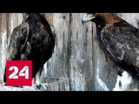 Здравый смысл победил: оправдан орнитолог, попавший под суд за спасение птиц - Россия 24 - (видео)