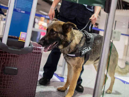Дюссельдорф: собака-пограничник нашла 1,2 миллиона евро