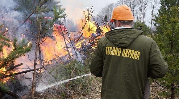 Оперативный штаб Рослесхоза поручил региональным лесным ведомствам стабилизировать пожар - «Общество»