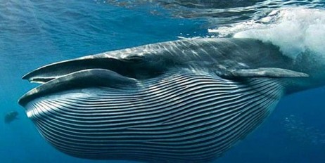 В Италии нашли самый большой скелет синего кита за все время исследований - «Происшествия»