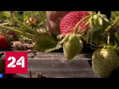 В Крыму собрали первый урожай клубники - Россия 24 - (видео)