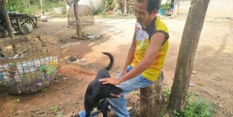 В Таиланде собака спасла заживо похороненного ребенка - «Политика»