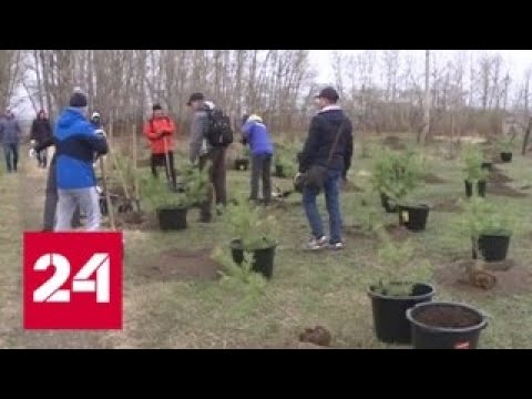 Во Владивостоке сажают кедровый лес на высоте 200 метров над уровнем моря - Россия 24 - (видео)