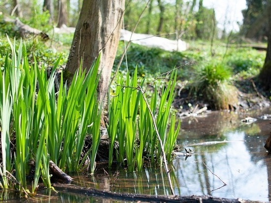 Волгоградский агроном рассказал, как уберечь растения от вымокания