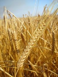 Цены на пшеницу в США выросли более чем на 7%, а кукуруза на 11% - «Политика»