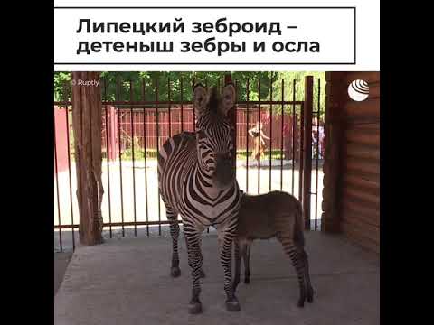 Липецкий зеброид - детеныш зебры и осла - (видео)