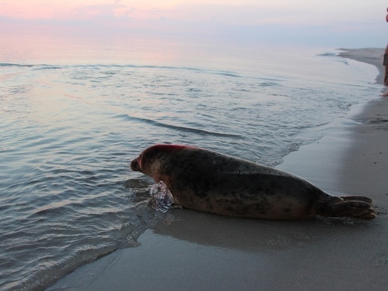 Тюленей родившихся весной в зоопарке Калининграда выпустили в море