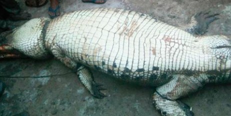 В Индонезии в брюхе убитого крокодила нашли останки фермера - «Политика»