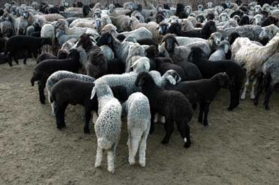 В Казахстане массово гибнут овцы - «Новости дня»