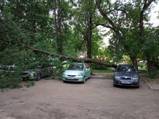 В Смоленске дерево упало сразу на несколько машин
