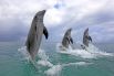 В Сочи возбуждено уголовное дело из-за незаконного вылова дельфинов - «Происшествия»