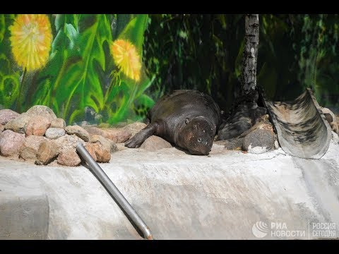 Жара в берлинском зоопарке - (видео)