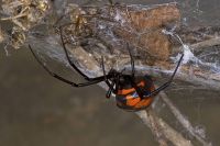 Чем опасны желтые саки и к чему может привести укус этого паука? | Природа | Общество - «Происшествия»