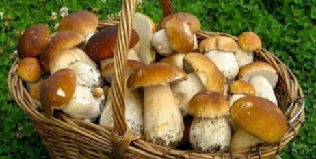 Эксперты перечислили полезные свойства грибов - «Общество»