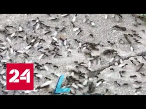 Крылатые муравьи, наводнившие столицу, исчезнут через несколько дней - Россия 24 - (видео)