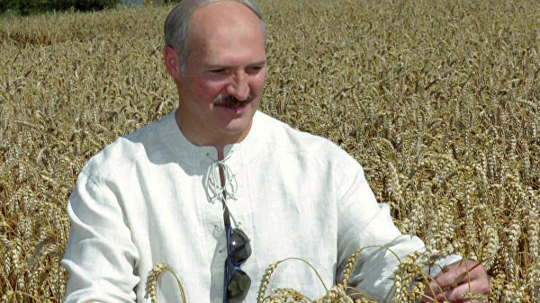 Лукашенко рассказал, как надо собирать урожай - «Новости Дня»