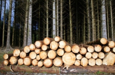 По материалам проверки Городецкой городской прокуратуры возбуждено уголовное дело в сфере лесопользования