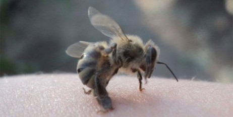 Под Черкассами мужчина умер из-за укуса пчелы - «Культура»