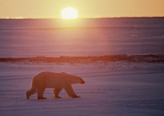 Поделить нефтяную шкуру полярного медведя: Россию обвинили в провокации битвы в Арктике - «Авто новости»