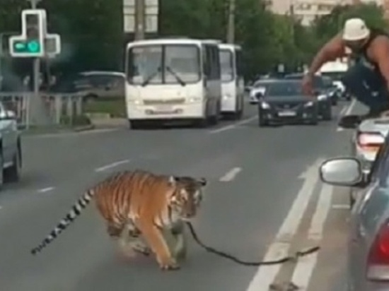 Полицейские выяснили, что дрессировщик, выгуливающий тигра в Иванове, хотел с ним покататься на машине