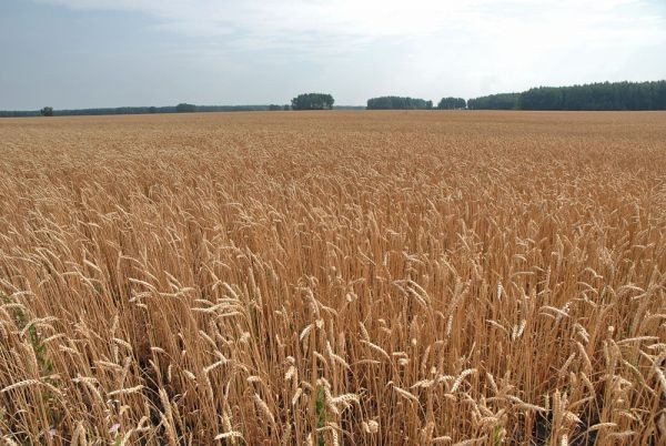 Пшеница без «диверсий» - «Технологии»