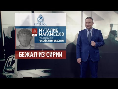 Русофобия превыше здравого смысла: Украина может укрывать джихадистов, готовящих атаки на Россию - (видео)