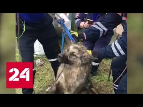 Спасенный из люка в столичной промзоне пес сбежал, едва освободился от строп - Россия 24 - (видео)