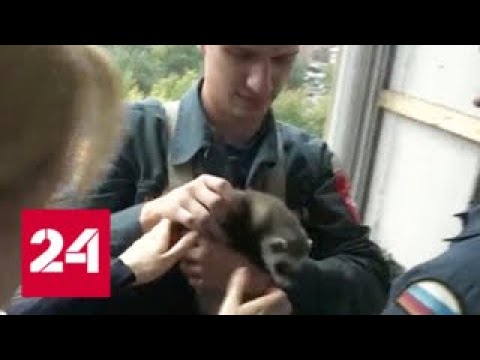 Столичным спасателям пришлось вызволять из плена слишком любопытного хорька - Россия 24 - (видео)