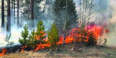 В Греции объявили массовую эвакуацию из-за лесных пожаров - «Экономика»