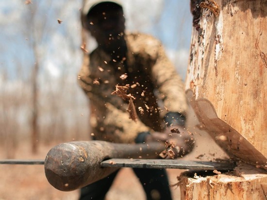 В Калининграде местный житель незаконно вырубил 44 дерева