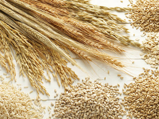 В Калмыкии проводится сертификации зерна
