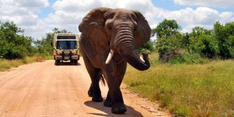 В ЮАР разъяренный слон погнался за туристами (видео) - «Мир»